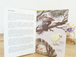 Cottontails Baby Vintage*VINTAGE Ladybird book - Birds and How They Live (1969)