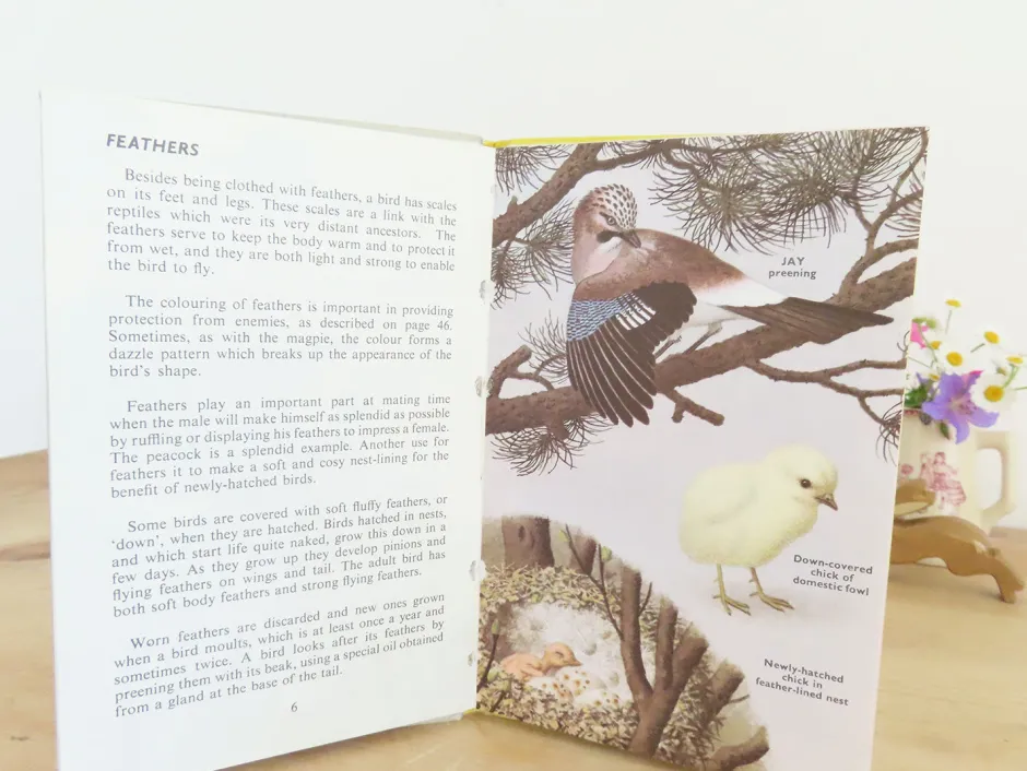 Cottontails Baby Vintage*VINTAGE Ladybird book - Birds and How They Live (1969)