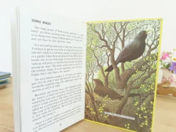 Cottontails Baby Vintage*VINTAGE Ladybird book - Birds and How They Live (1969)