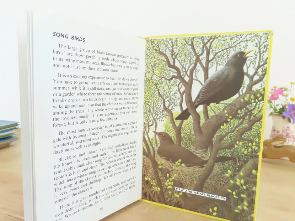 Cottontails Baby Vintage*VINTAGE Ladybird book - Birds and How They Live (1969)
