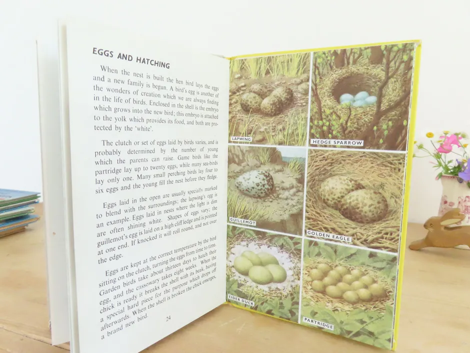 Cottontails Baby Vintage*VINTAGE Ladybird book - Birds and How They Live (1969)