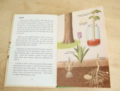 Cottontails Baby Vintage*VINTAGE Ladybird book - Plants and how they Grow (c. 1971)