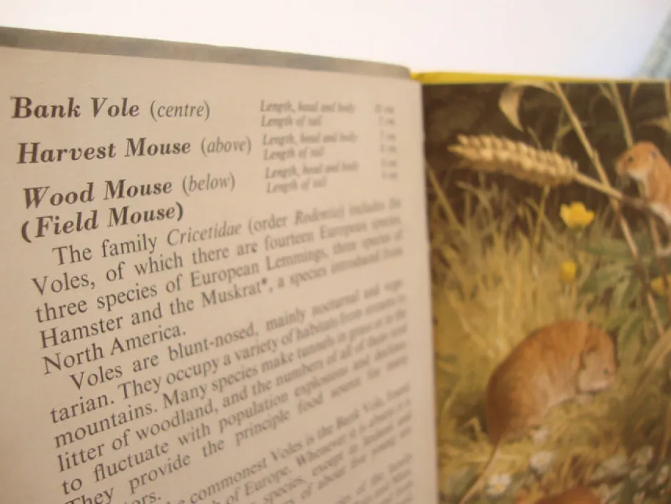 Cottontails Baby Vintage*VINTAGE Ladybird book - European Mammals (early 1970s)